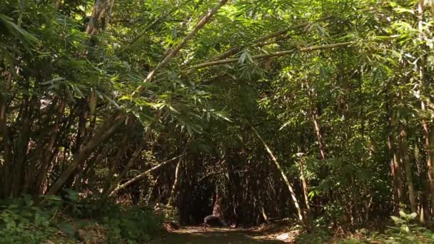 fille et yoga sur cascade et forêt de bambous 