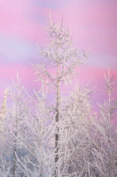 Sibérie du Nord Russie — Photo