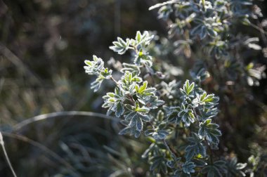 Yapraklarda buz var. Gün ışığı.