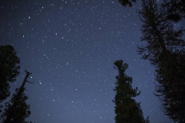 Yıldızlı gökyüzü. Ağaçlar. Sibirya