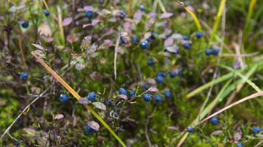 Orman meyvesi, yabanmersini. Sibirya 'da. Ergaki Doğa Parkı.