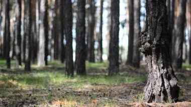 Büyük bir birikmesi ile yaşlı bir ağaç