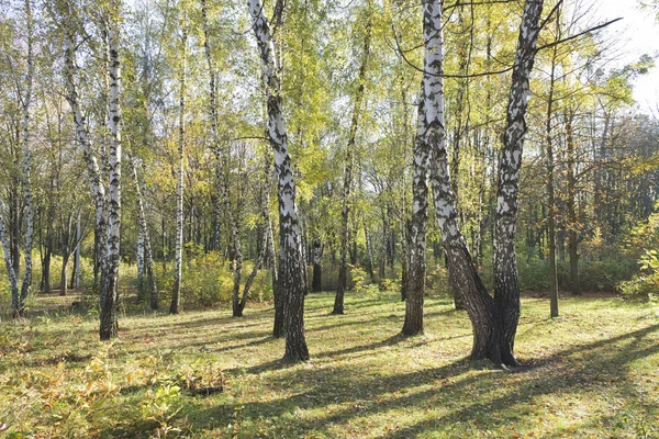 A group of white birch trees with yellow foliage in the morning — Stock Photo, Image