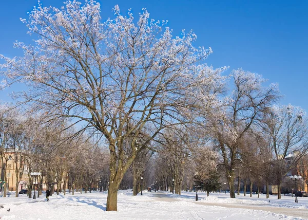 Ледяные деревья в городе в солнечный зимний день — стоковое фото