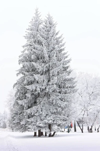 Frosty trees in the city in cold winter day