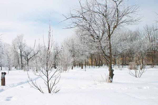 Jardin couvert de neige par une froide journée de février — Photo