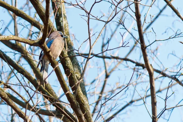 Gaio de pássaro na floresta ensolarada da primavera — Fotografia de Stock