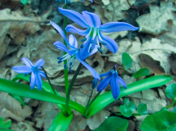 Blå gullvivor är de första blommorna i skogen våren — Stockfoto