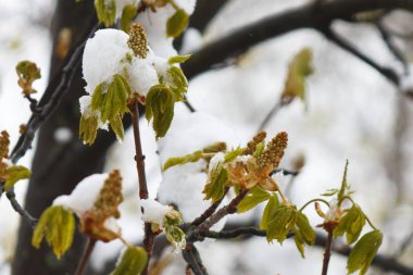 İlkbaharda kestane ağacının çiçek üzerinde beklenmedik kar 