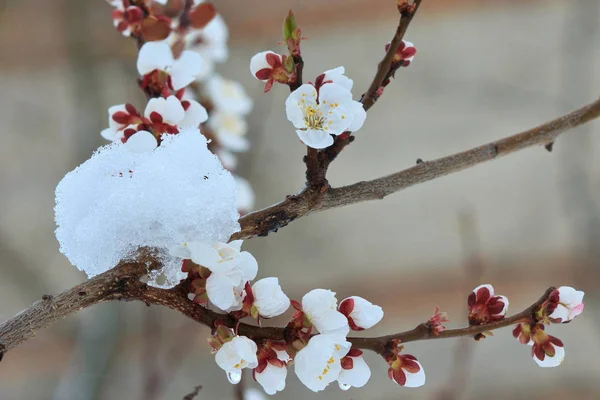 Neve inesperada nas flores de damasco na primavera — Fotografia de Stock