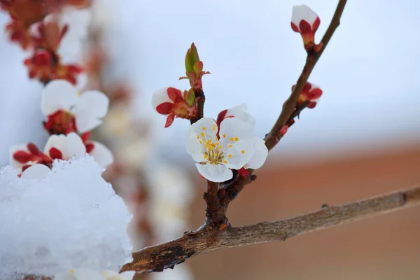 Beklenmeyen kar üzerinde çiçekler bahar kayısı ağacı — Stok fotoğraf