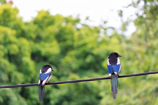 İki meraklı magpies yeşillik zemin karşı bir tel üzerinde