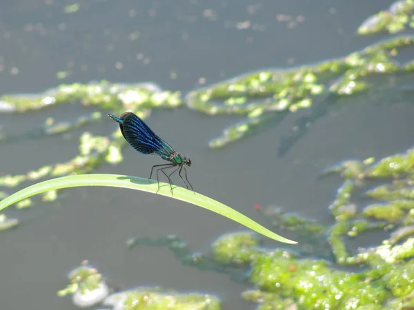 Libellule "Calopteryx splendens" sur le rivage d'un plan d'eau dans une journée chaude — Photo