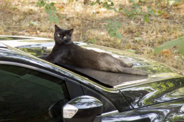 Kara kedi siyah bir araba kaputa dinlenme