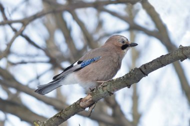 kuş jay güneşli ormana dal.