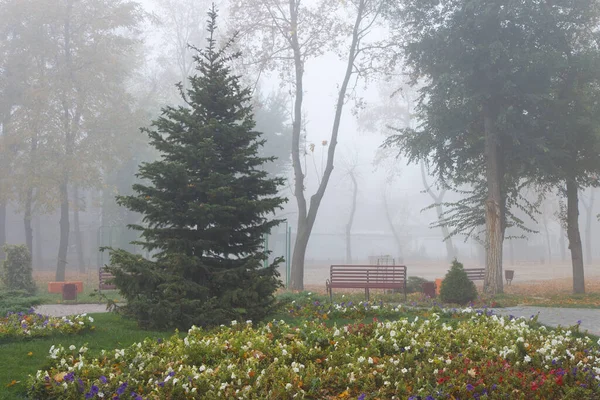 Flowerbed and fir tree on a foggy autumn morning in the park — Stok fotoğraf