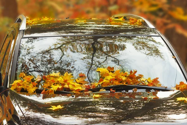 Fallen yellow leaves on the hood and windshield of a parked car