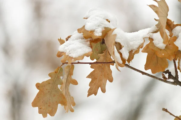 Dry oak leaves on a branch are covered with the first snow