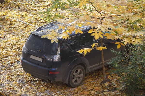 A black SUV lost among yellow autumn foliage