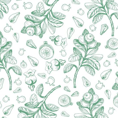 Berry vektör çiçek botanik