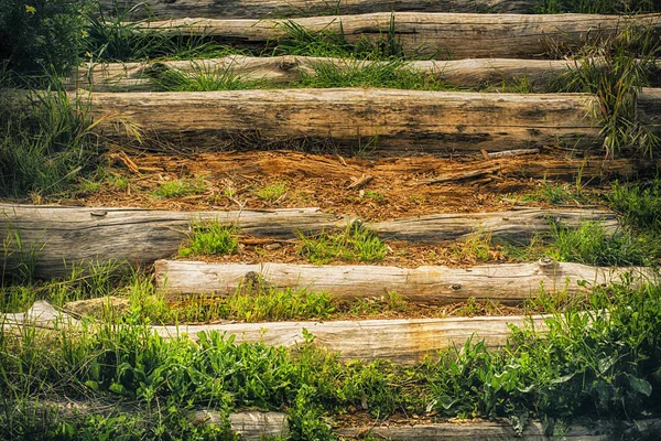 Troncos de madera cortados deteriorados por el paso del tiempo y gruesos —  Fotos de Stock