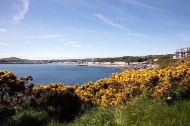 Çiçekli gorse Douglas Isle of Man bakan