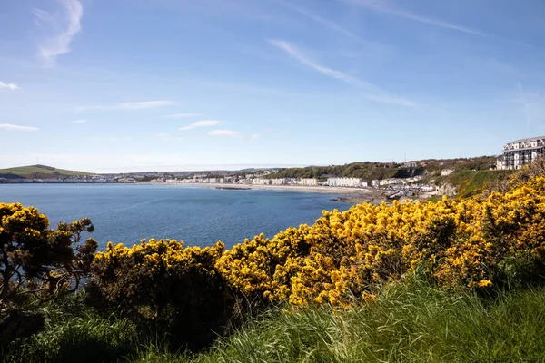 Gorse con flores con vistas a Douglas Isla de Man — Foto de Stock