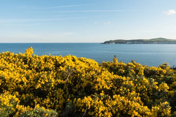 Flowering gorse and Douglas Bay — Stock Photo, Image