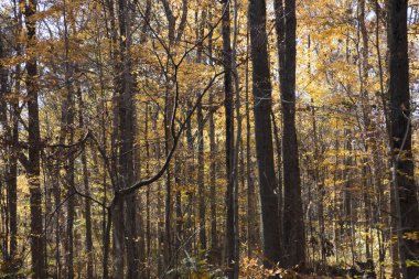Sonbaharda yapraklar ve ağaçlar