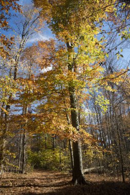 sonbahar renkleri, ağaçlar 