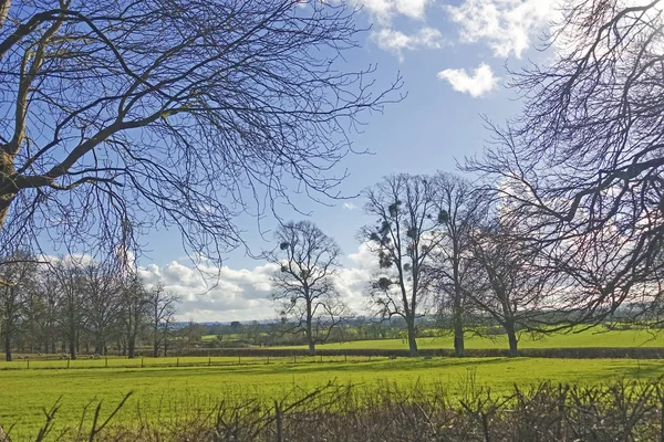 Misteln wachsen in Bäumen in England — Stockfoto