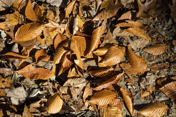 Fallen Fall leaves — Stock Photo, Image