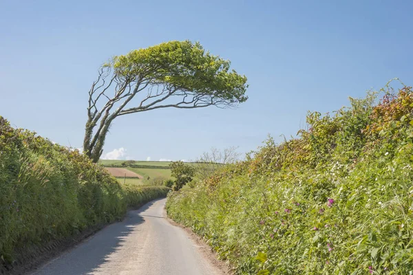 Leaning Tree of Devon — Stock Photo, Image