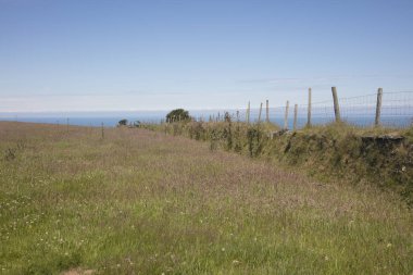Penang Malezya 'da yerel bir lokantada ızgara baharatlı tavuk satay.