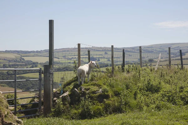 Pâturage Solitaire Agneaux Dans Les Terres Agricoles Devon Nord Angleterre — Photo