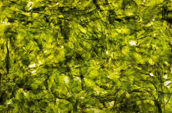 Tenký List Zelené Mořské Řasy Snack Pražené Nori — Stock fotografie