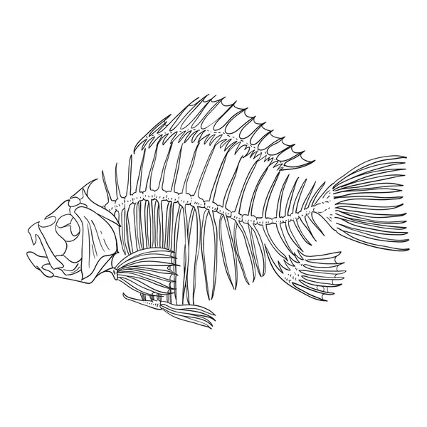 Skelett Fisch Sketch Cartoon Doodle. Vektorillustration — Stockvektor