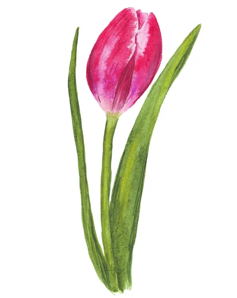 Única tulipa aquarela no fundo branco — Fotografia de Stock