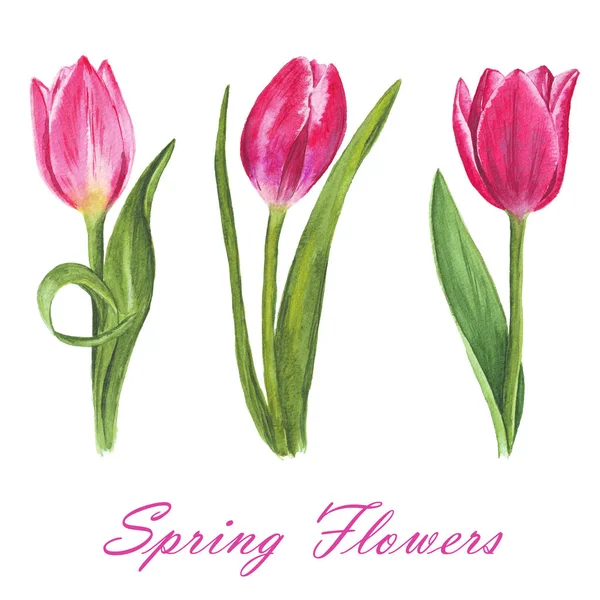 Ustawić na białym tle akwarela tulipanów na białym tle — Zdjęcie stockowe