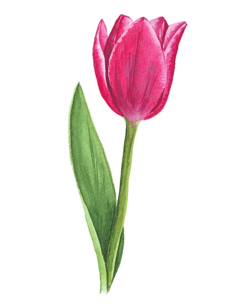 Red Tulips Green Leaves Isolated White Watercolor Background ...