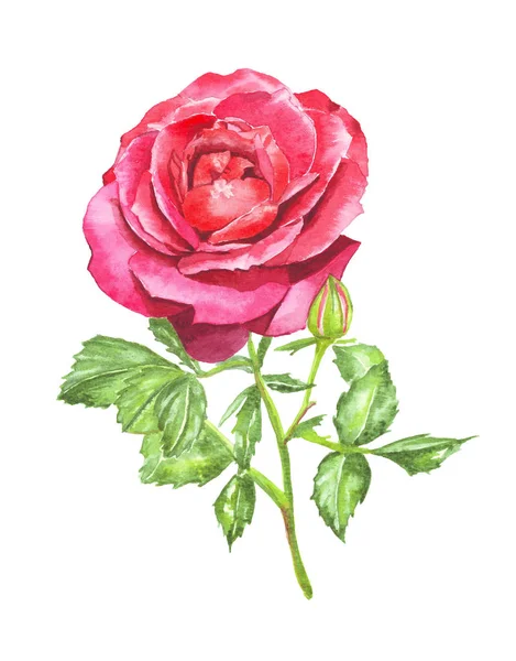 Oddzielne czerwonych róż na białym tle. Akwarela, ilustracja. — Zdjęcie stockowe