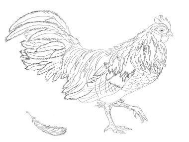 Horoz. Horoz yıl. Horoz Çin yeni yılı.