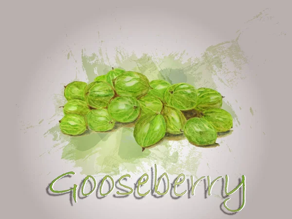 Gooseberry acuarela vector alimentación ilustración . — Archivo Imágenes Vectoriales