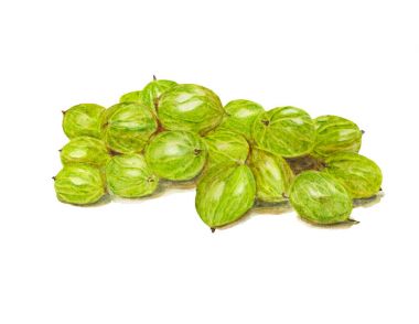 Bektaşi üzümü suluboya gıda illüstrasyon.