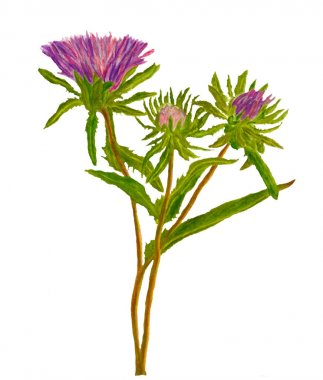 Thistle suluboya gıda illüstrasyon.