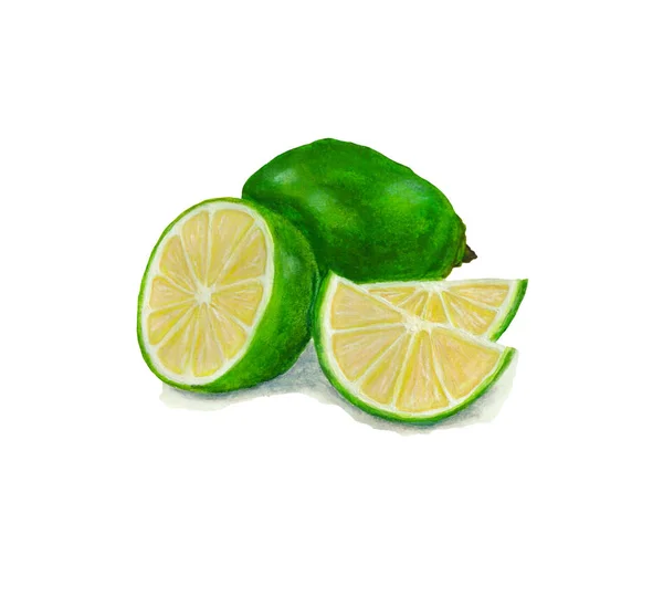 Lime acuarela ilustración de alimentos . —  Fotos de Stock