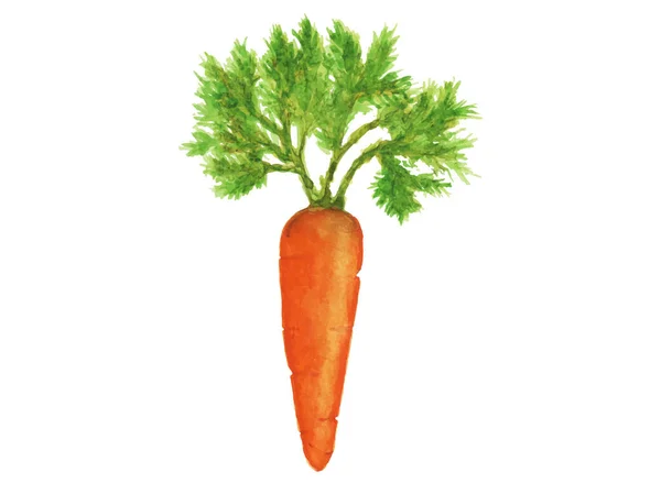 Olgun turuncu havuç yaprakları ile