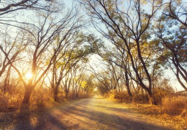 Sonbahar orman. Orman köy yolunda gün batımında ile