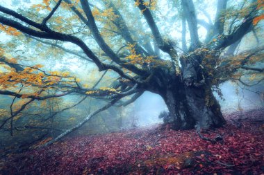 Mystical autumn forest in fog in the morning. Old Tree