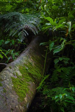 Yosunlu ağaçlar ve gür yağmur ormanları yapraklar